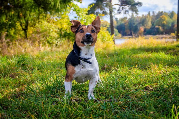 Hund Jack Russell Terrier Promenader Höstparken — Stockfoto