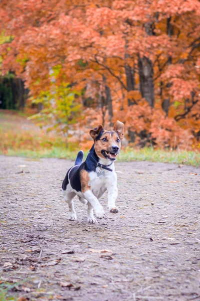 狗杰克罗素特里耶走在秋天的公园里 — 图库照片