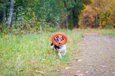 Köpek Jack Russell Terrier sonbahar parkında yürüyor