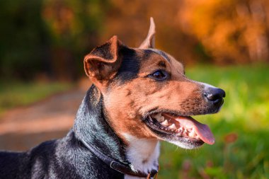 Köpek Jack Russell Terrier sonbahar parkında yürüyor