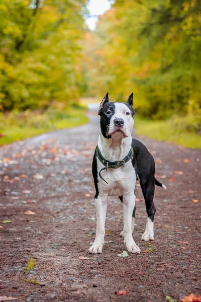 Amstaff Σκυλί Για Βόλτα Στο Πάρκο Φθινόπωρο Την Ημέρα — Φωτογραφία Αρχείου