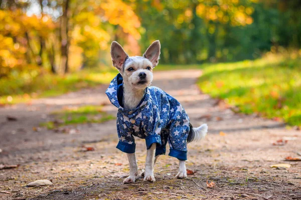Yorkshire Terrier Pies Spacer Jesiennym Parku — Zdjęcie stockowe