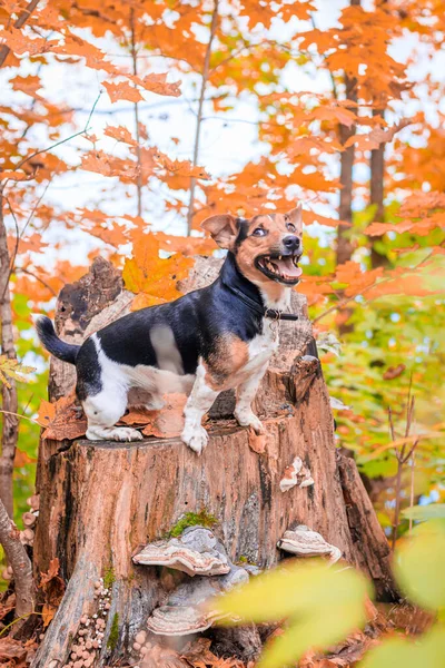 Dog Jack Russell Terrier Séta Őszi Parkban — Stock Fotó