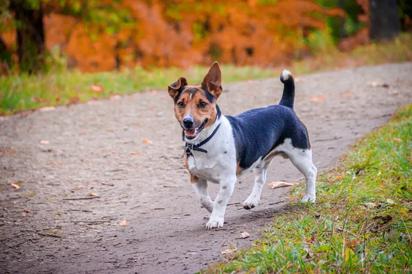 Anjing Jack Russell Terrier Berjalan Taman Musim Gugur — Stok Foto