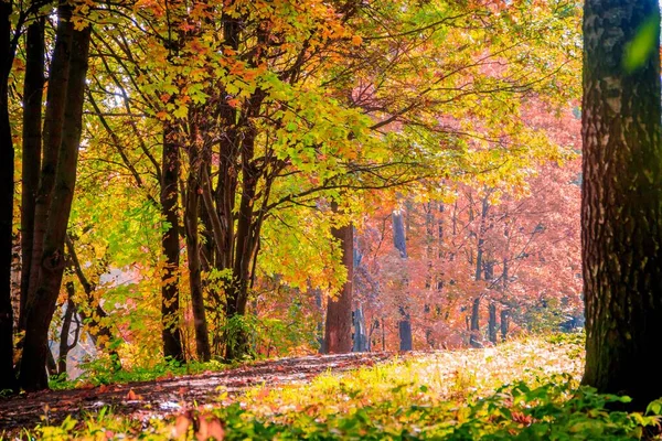Dia Ensolarado Parque Outono Com Árvores Amarelas Temporada Dourada — Fotografia de Stock