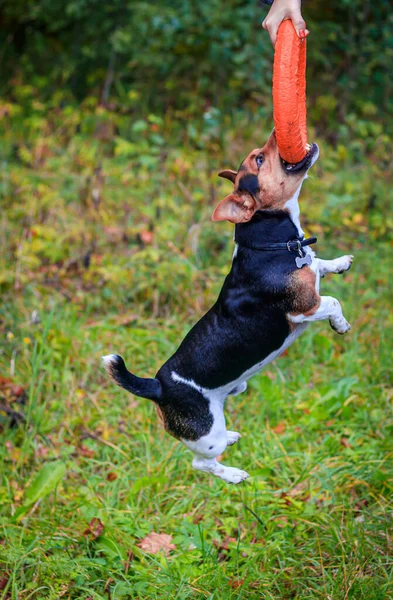 Köpek Jack Russell Terrier Sonbahar Parkında Yürüyor — Stok fotoğraf