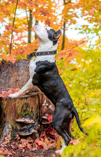 Amstaff Pies Spacerze Jesiennym Parku Ciągu Dnia — Zdjęcie stockowe