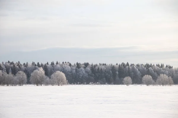 Paesaggio Invernale Innevato Campo Con Alberi Bianchi Congelati — Foto Stock