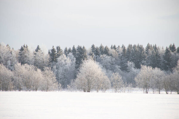 Снежный зимний пейзаж в поле с замерзшими белыми деревьями
