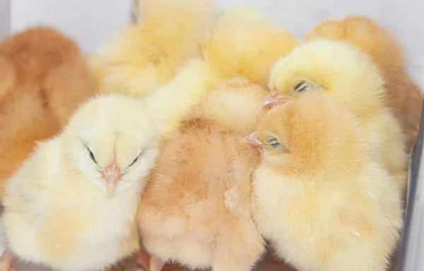 Pequenas Galinhas Amarelas Sentam Enfiadas Caixa — Fotografia de Stock