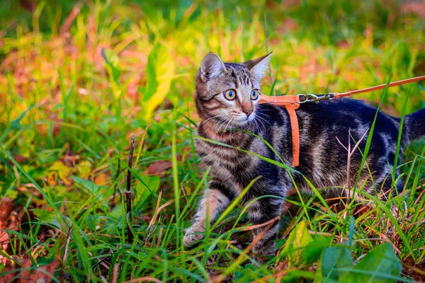 Domestic Cat Walking Autumn Park Daytime — Stock Photo, Image