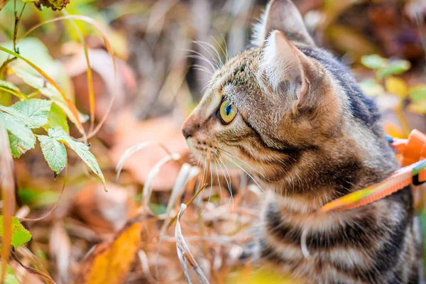 Kucing Domestik Berjalan Taman Musim Gugur Siang Hari — Stok Foto