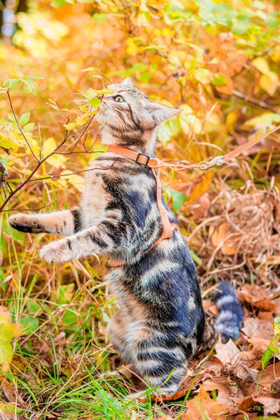 Gato Doméstico Caminhando Parque Outono Durante Dia — Fotografia de Stock
