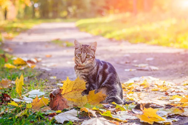 Kucing Domestik Berjalan Taman Musim Gugur Siang Hari — Stok Foto