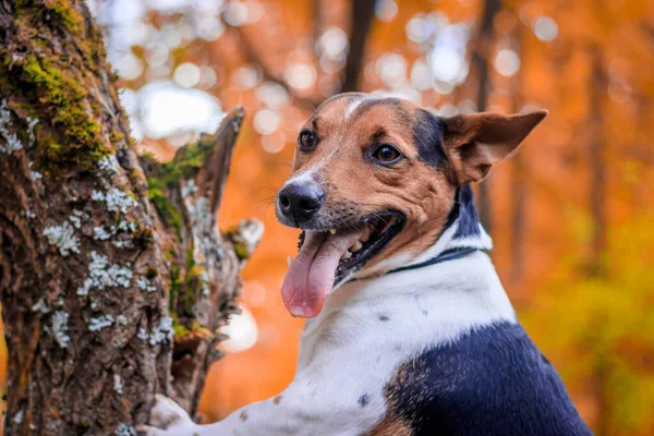 Hund Jack Russell Terrier Promenader Höstparken — Stockfoto
