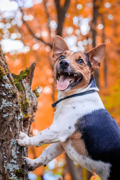 Hund Jack Russell Terrier Promenader Höstparken — Stockfoto