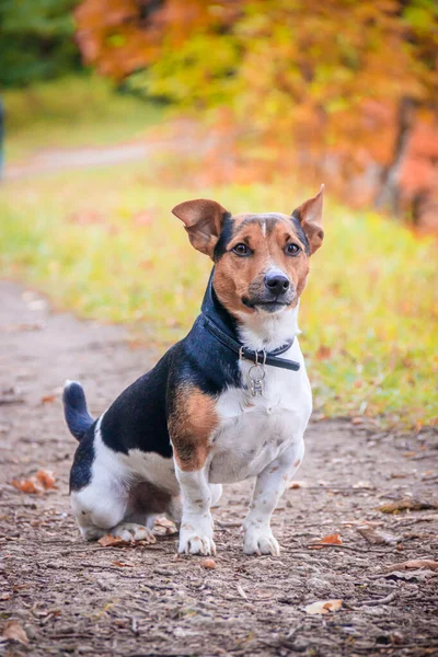 Dog Jack Russell Terrier Walking Autumn Park — Stock Photo, Image