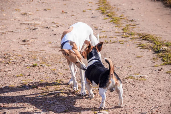Chien Jack Russell Terrier Jouer Avec Ami Dans Parc — Photo