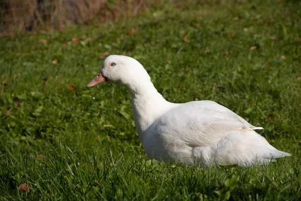 Canard Domestique Blanc Marchant Sur Herbe Verte Dans Jardin — Photo