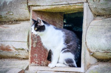 Kedi pencereden sürünerek çıktı. Evcil hayvanlar, hayvanlar yürüyüşe çıkıyor.
