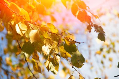 Gündüz yapraklı sonbahar ağaçları dalları, boşluğu kopyala