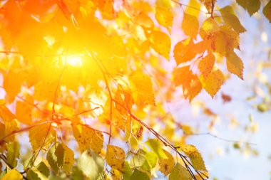 Gündüz yapraklı sonbahar ağaçları dalları, boşluğu kopyala