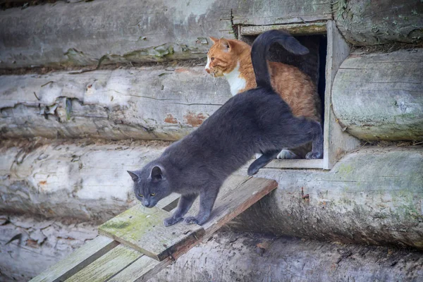 고양이들 창문에서 기어나오고 동물들 이걸어 다닌다 — 스톡 사진