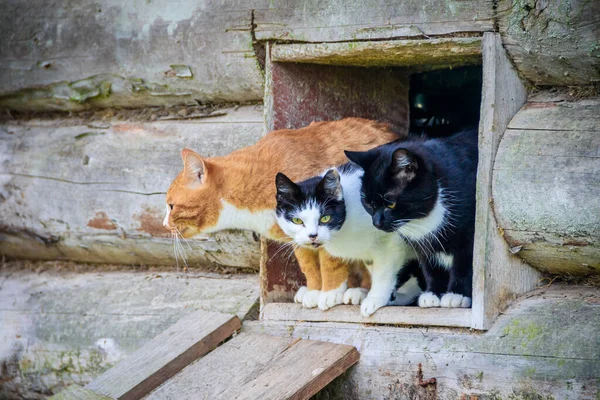 고양이들 창문에서 기어나오고 동물들 이걸어 다닌다 — 스톡 사진
