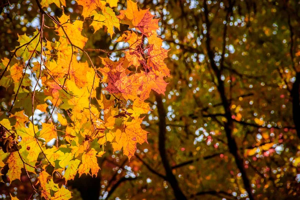 Branches Arbres Automne Avec Des Feuilles Colorées Jour Espace Copie — Photo