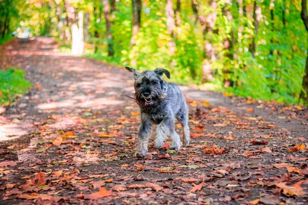 Miniatura Perro Schnauzer Pasear Parque Otoño Día Cálido — Foto de Stock