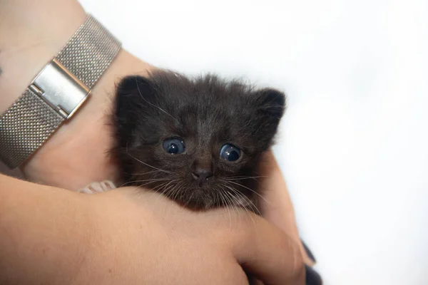 Lindo Gatito Negro Manos Femeninas — Foto de Stock