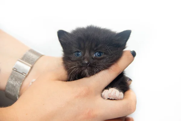 Милая Маленькая Черная Кошечка Женских Руках — стоковое фото