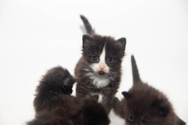 Little Black Kittens Isolated White Background — 图库照片