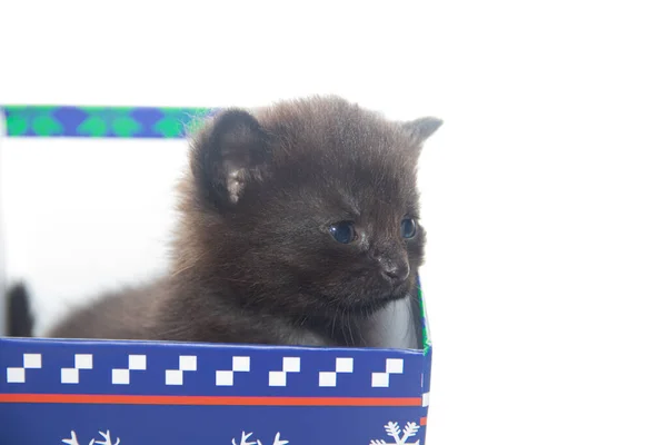 Pequeno Gatinho Preto Isolado Fundo Branco — Fotografia de Stock