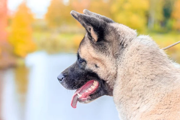 Akita Hoduje Psa Spacerze Jesiennym Parku Ciągu Dnia — Zdjęcie stockowe