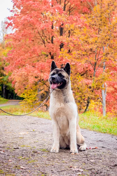 Akita Hoduje Psa Spacerze Jesiennym Parku Ciągu Dnia — Zdjęcie stockowe