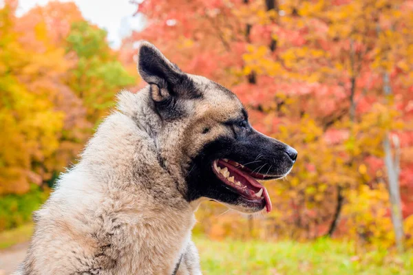 秋田犬が昼間の秋の公園を歩く — ストック写真