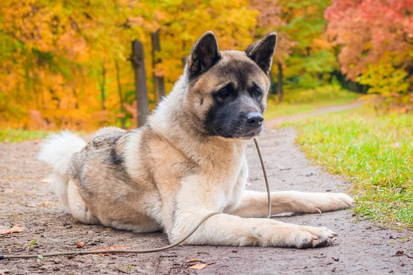 Gündüz vakti Akita cinsi köpek güz parkında yürüyor.