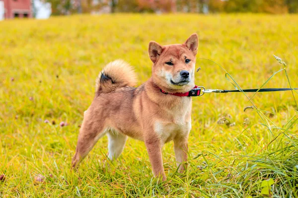 Shiba Kutya Sétál Őszi Parkban Napsütéses Napon — Stock Fotó