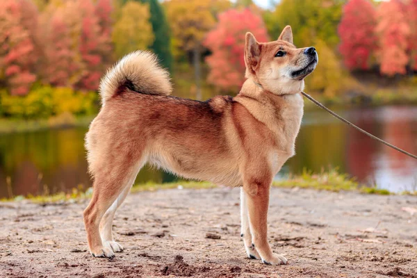 Shiba Kutya Sétál Őszi Parkban Napsütéses Napon — Stock Fotó