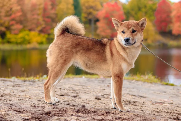 Shiba Pes Procházce Podzimním Parku Slunečného Dne — Stock fotografie