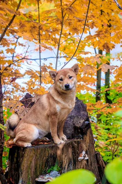 Shiba Perro Paseo Parque Otoño Día Soleado —  Fotos de Stock