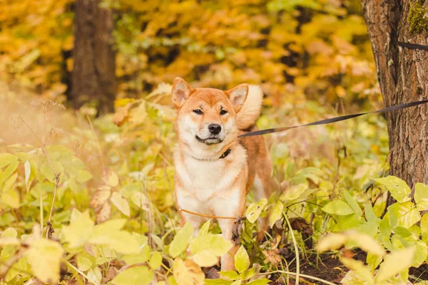 Shiba Kutya Sétál Őszi Parkban Napsütéses Napon — Stock Fotó