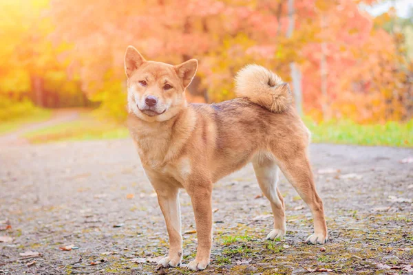 Shiba Cão Passeio Parque Outono Dia Ensolarado — Fotografia de Stock