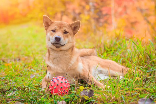 Shiba Hund Promenad Höstparken Solig Dag — Stockfoto