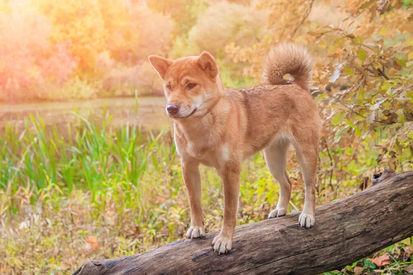 Shiba Pies Spacerze Jesiennym Parku Słoneczny Dzień — Zdjęcie stockowe