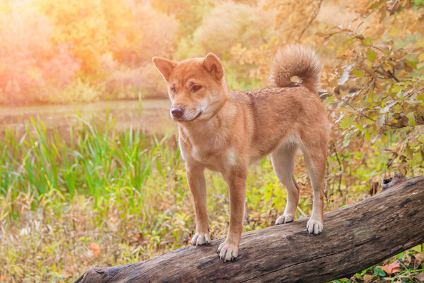 Shiba dog on walk in autumn park at sunny day
