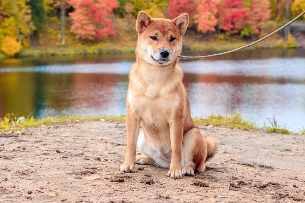 Shiba pes na procházce v podzimním parku. Krásný nadýchaný pes. . — Stock fotografie