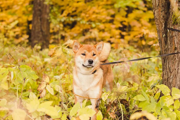 Shiba hund på en promenad i höstparken. Vacker fluffig hund. . — Stockfoto