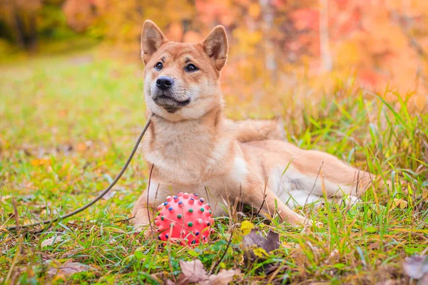 Pies Shiba na spacerze w jesiennym parku. Piękny puszysty pies. . — Zdjęcie stockowe